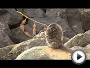 California Ground Squirrel And Yachts At Dana Point Harbor