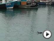 Great Northern Diver in Newlyn Harbour - Common Loon