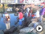 Salmon return to Santa Cruz Yacht Harbor