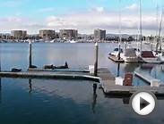 Sea Lions At Marina Del Rey Yacht Club.